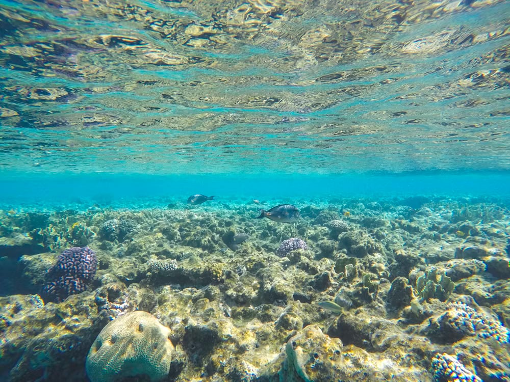 Sharm El Sheikh Snorkeling - Thumbnail 5