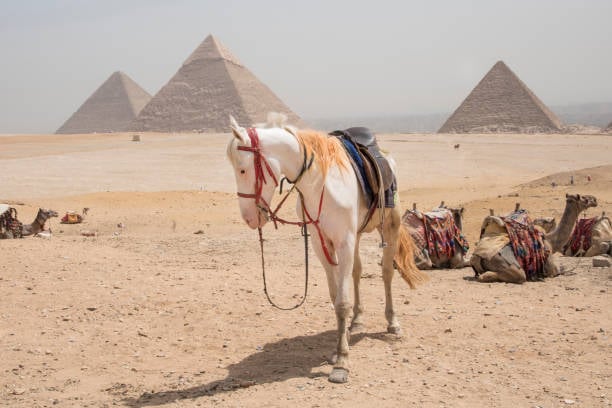 Horse Riding Adventure at the Giza Pyramids | Ride Through Egypt's Desert - Thumbnail 5
