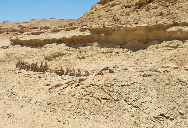 Cairo to Wadi El Hitan Tour | Valley of the Whales Adventure
